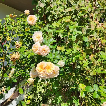 Mit Terasse Und Garten Im Ulmtal Appartement